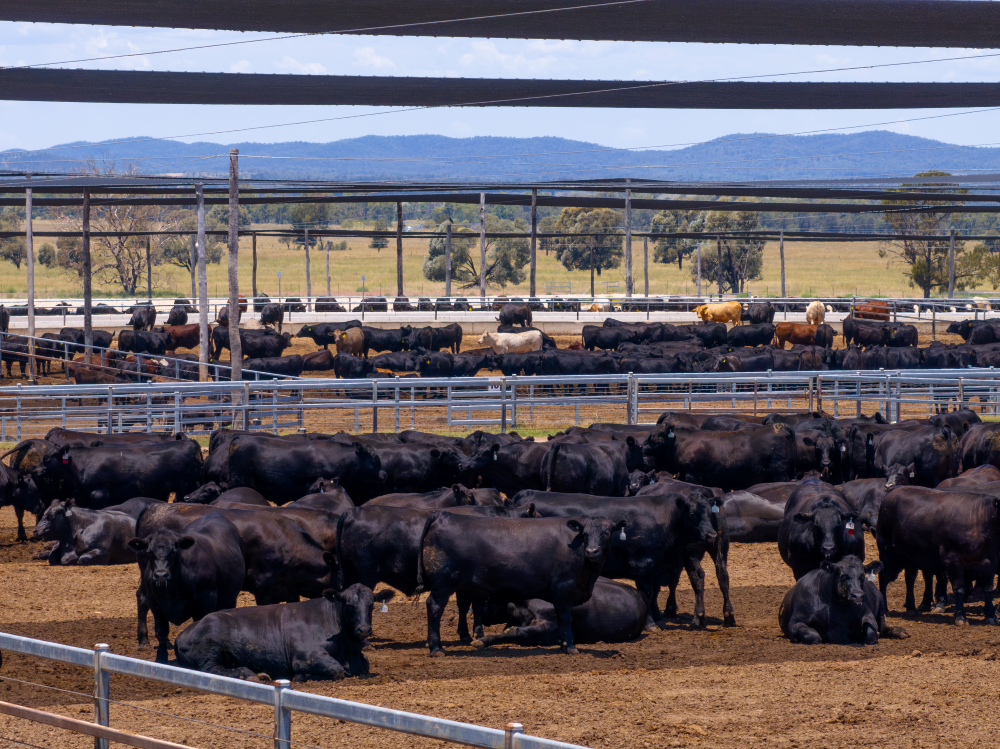 Wagyu School - Public versus private