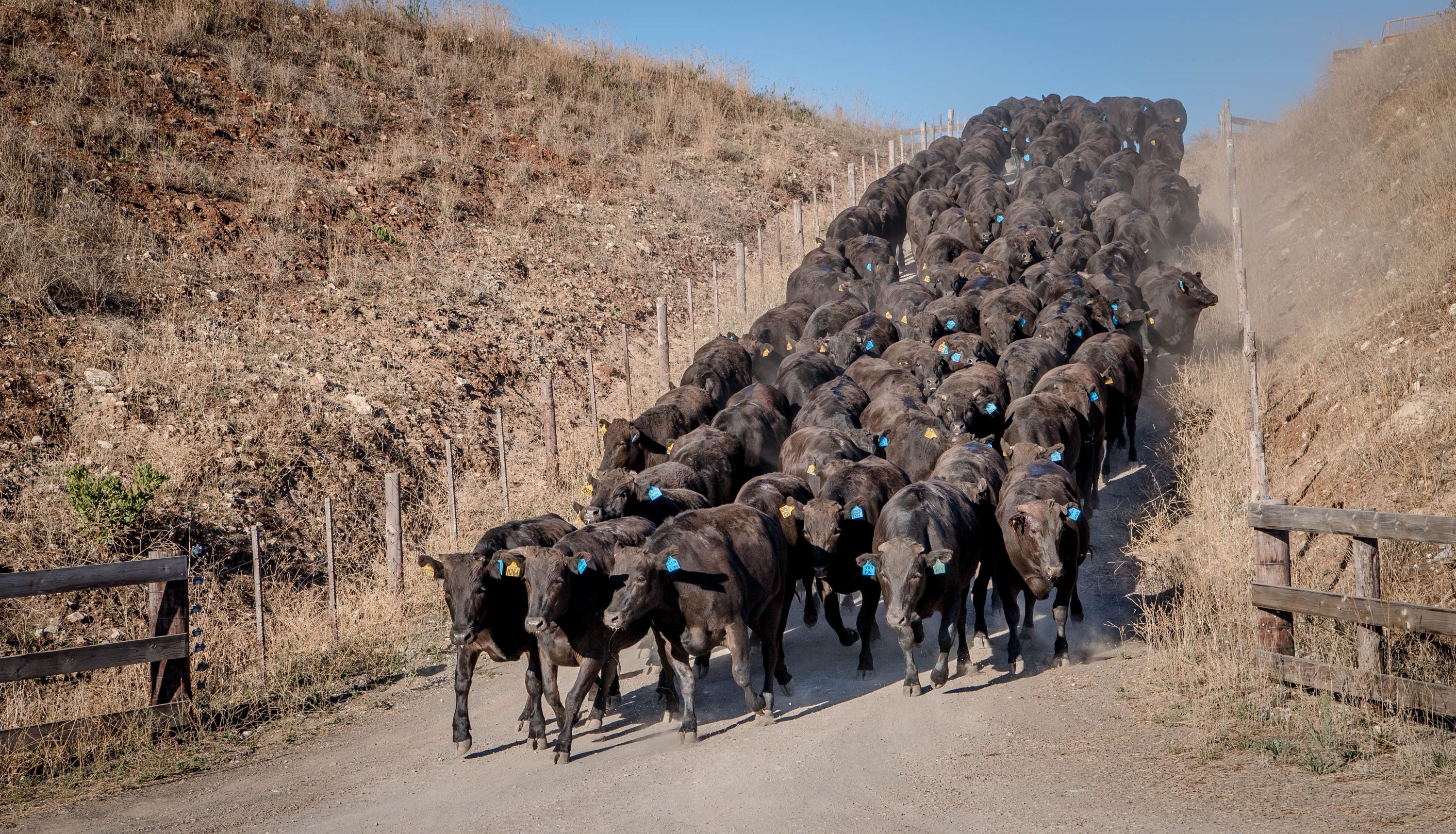 Wagyu on feed declines during 2025