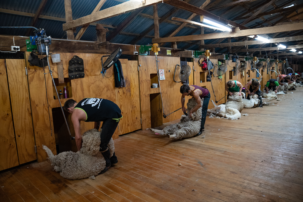 Eleven weeks of gains as wool market records strongest streak since 1987