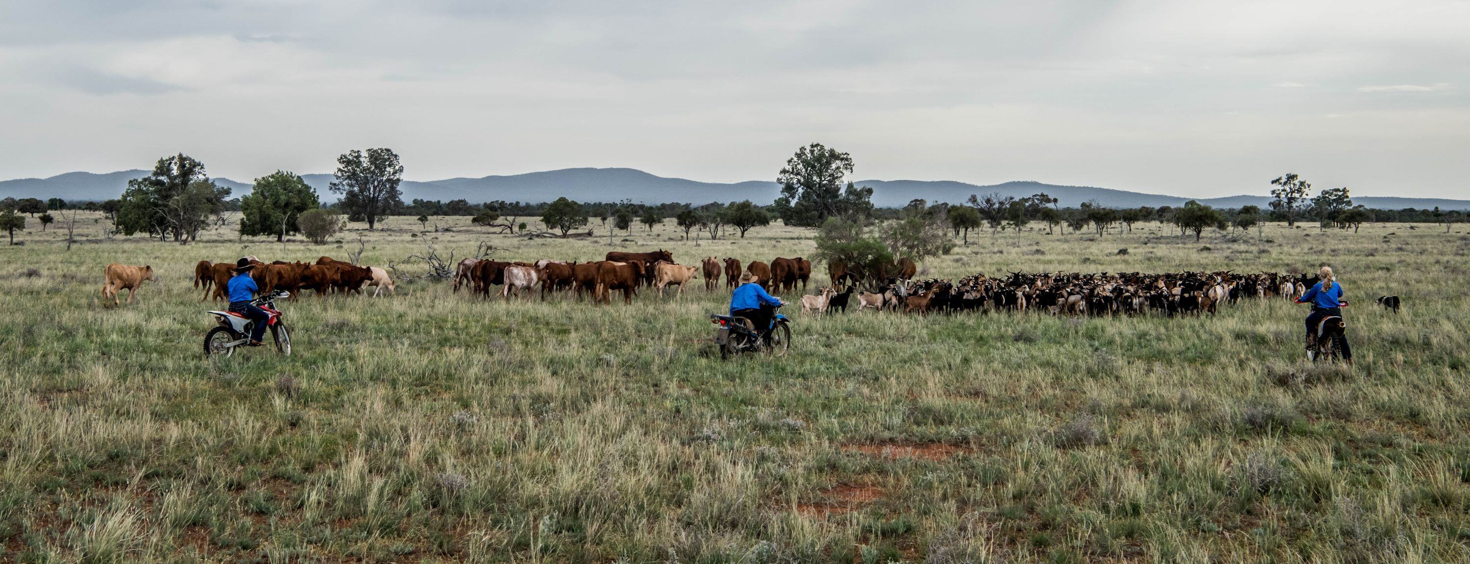 Red meat industry resilient amid 2023 volatility: MLA