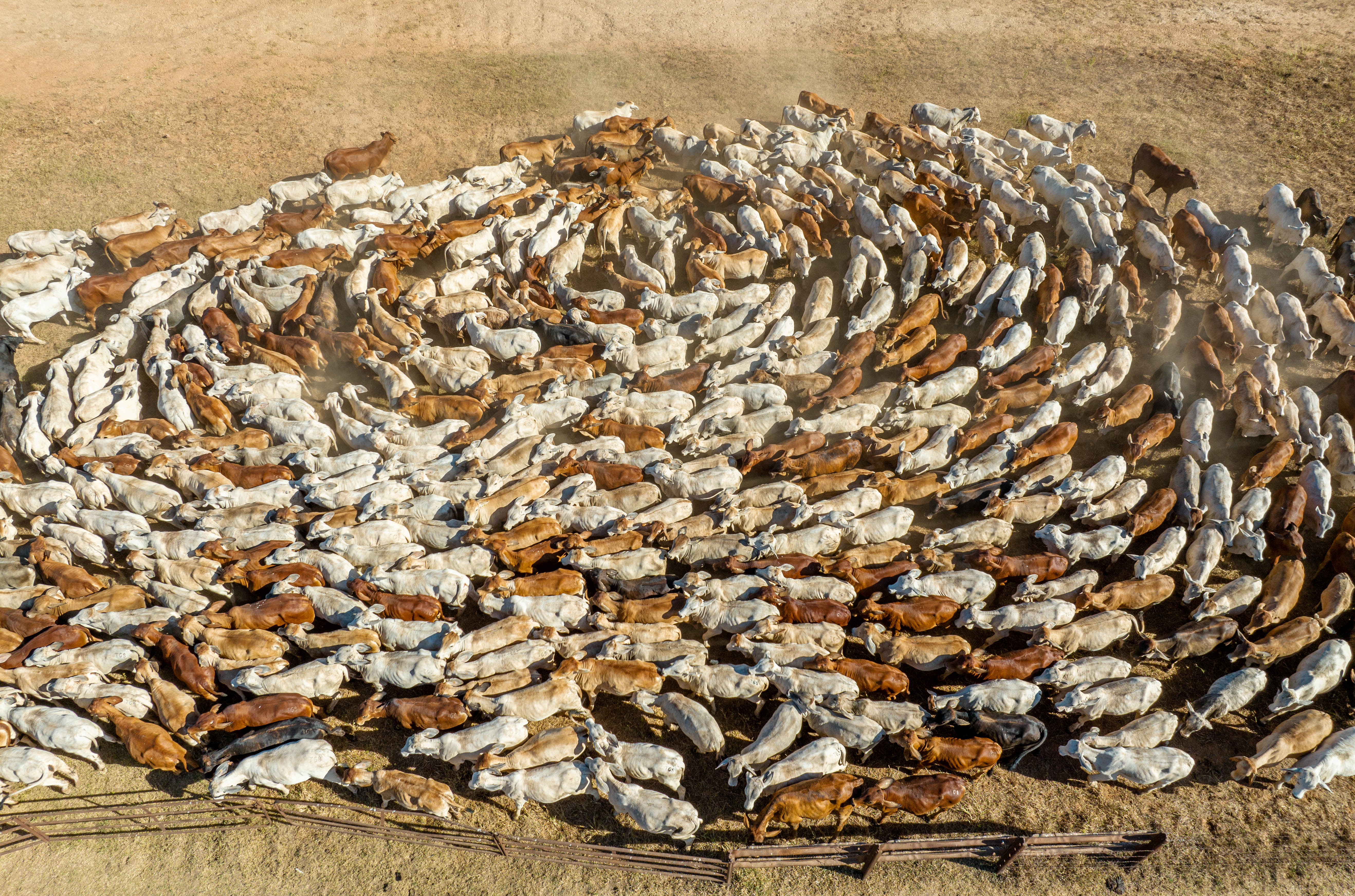State of Origin: Where have cattle sold on AuctionsPlus originated from in the first half of 2024?