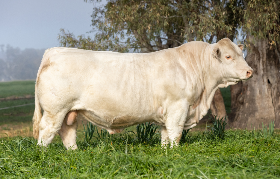 Ascot Charolais tops at $60,000