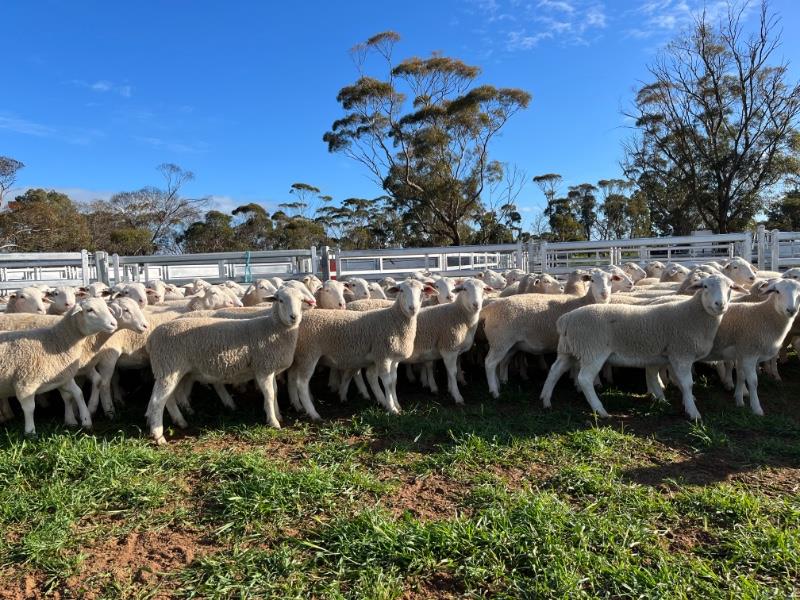Sheep and Lamb Quarterly Power Rankings