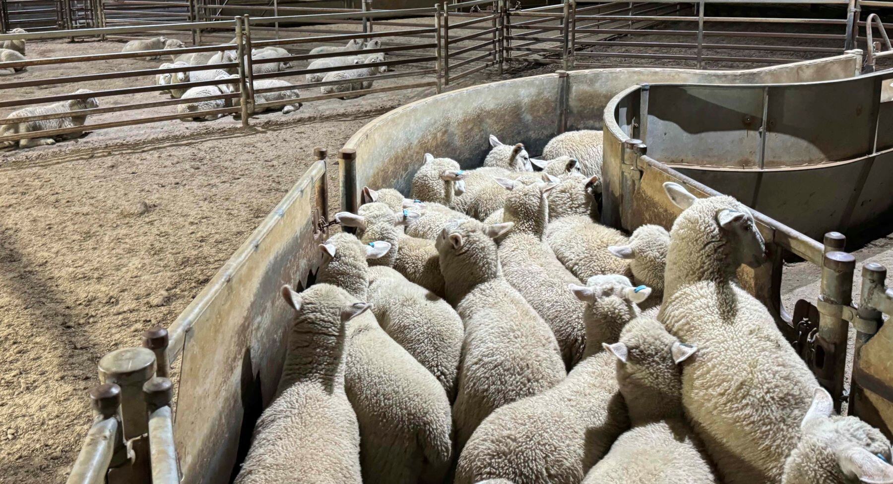 Lamb feedlot carcass results to be revealed at LambEx