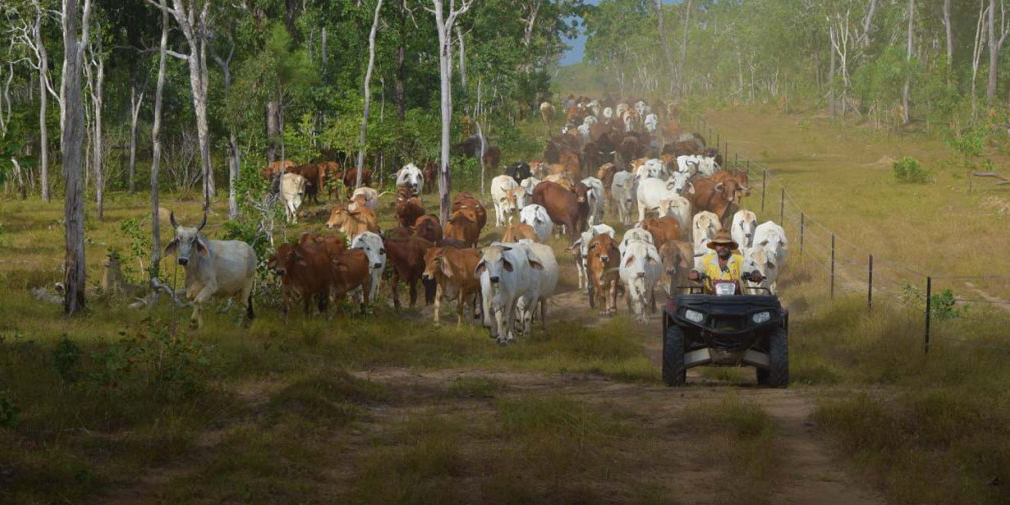 Australia’s most northerly cattle station is a cattle station no more