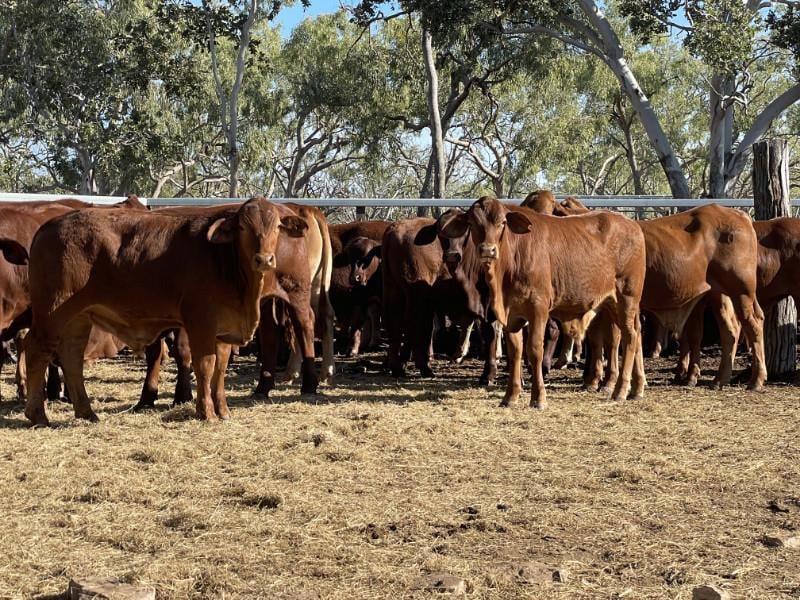 Droughtmaster: Breed Breakdown May 2021