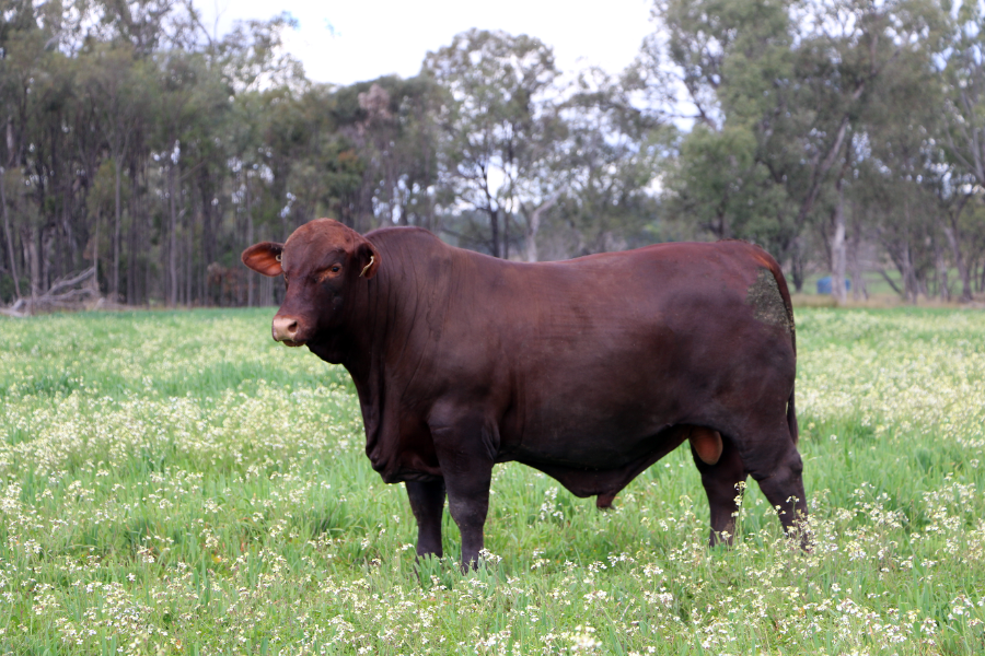 Apollo rockets to $120,000 at Greenup Eidsvold Santa Gertrudis Bull Sale