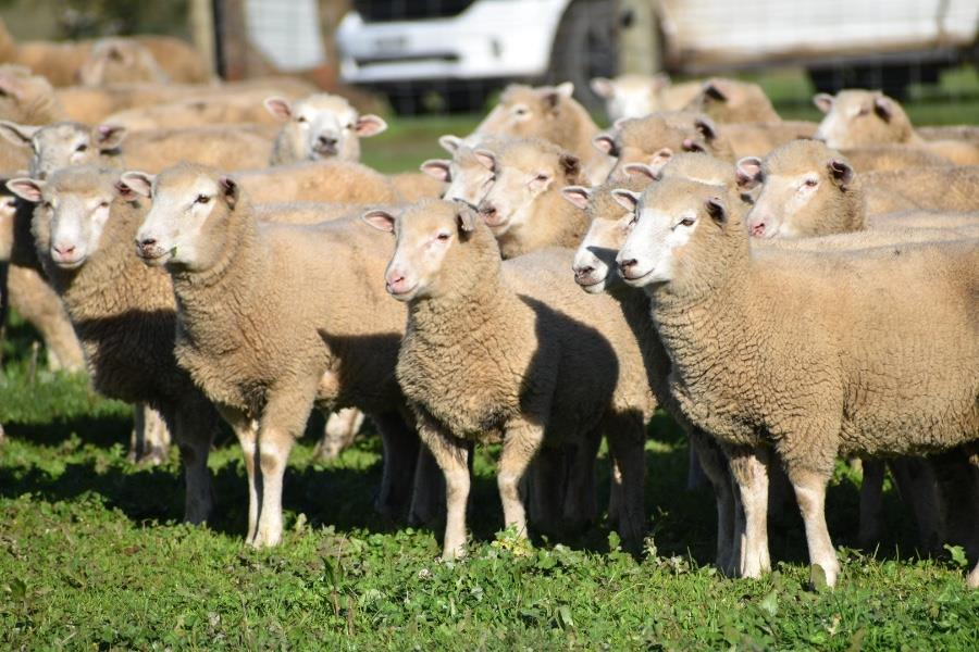 Three consecutive months of record-high lamb export volumes