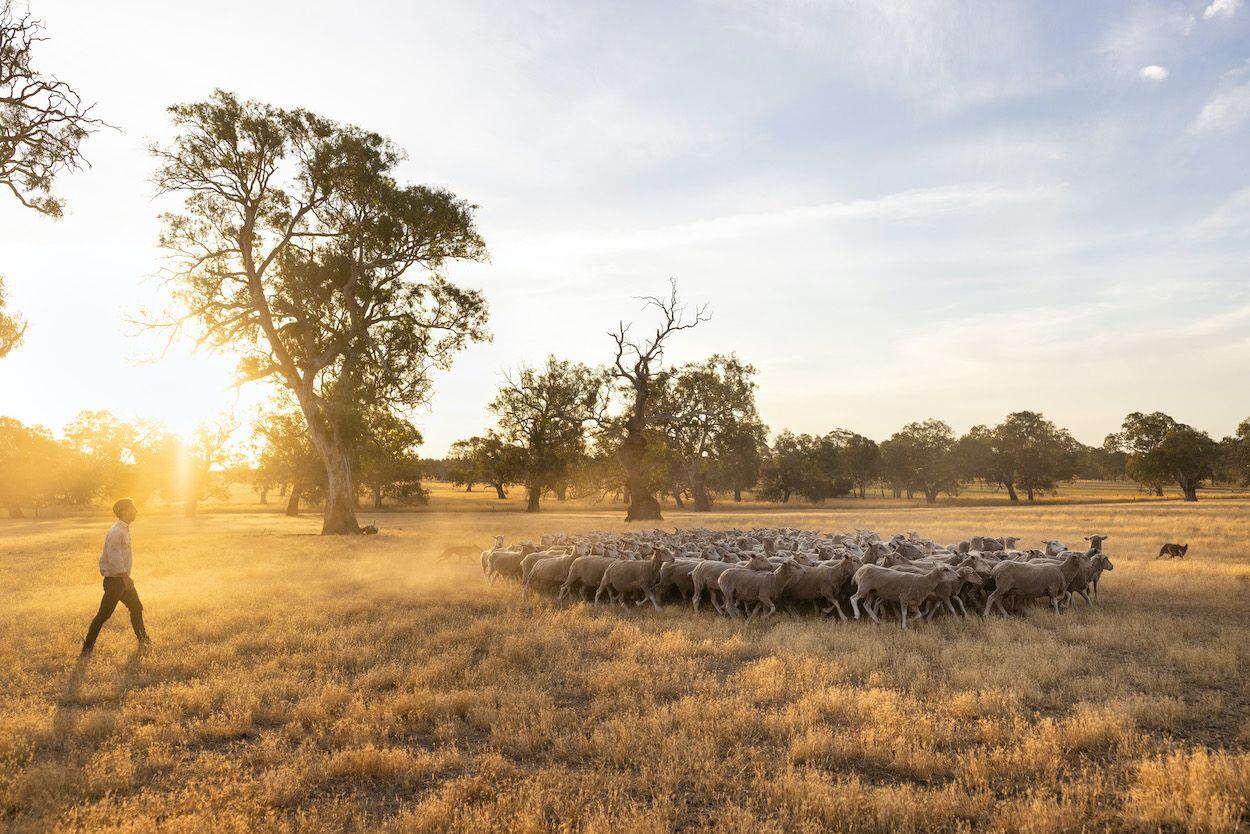 Aussie lamb industry eyes low-carbon future with innovative pasture systems