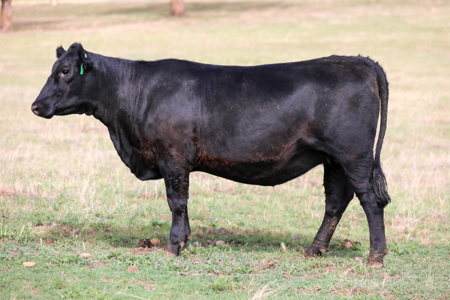 Angus genetics dominate first week of March stud sales