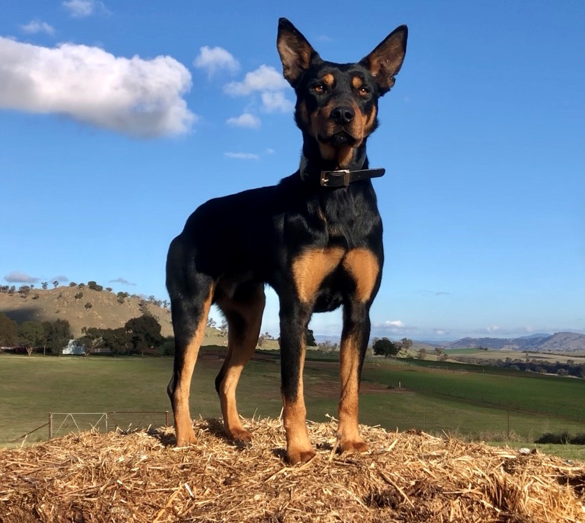 Wagga Working Dog Auction - $34,000 for a spud!
