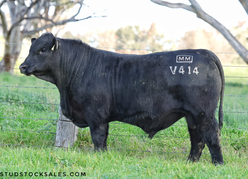 Millah Murrah shows its Vigour with $200,000 sale topper