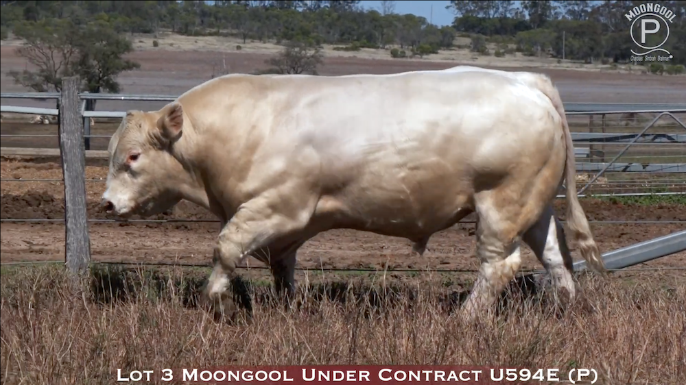 Moongool's ‘Under Contract’ tops sale at $100,000