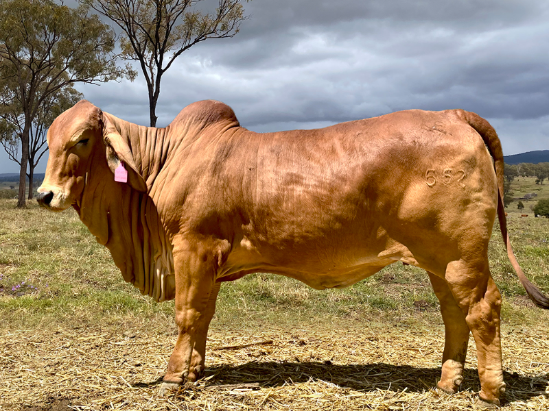 Red Heifer springs to $50,000 online