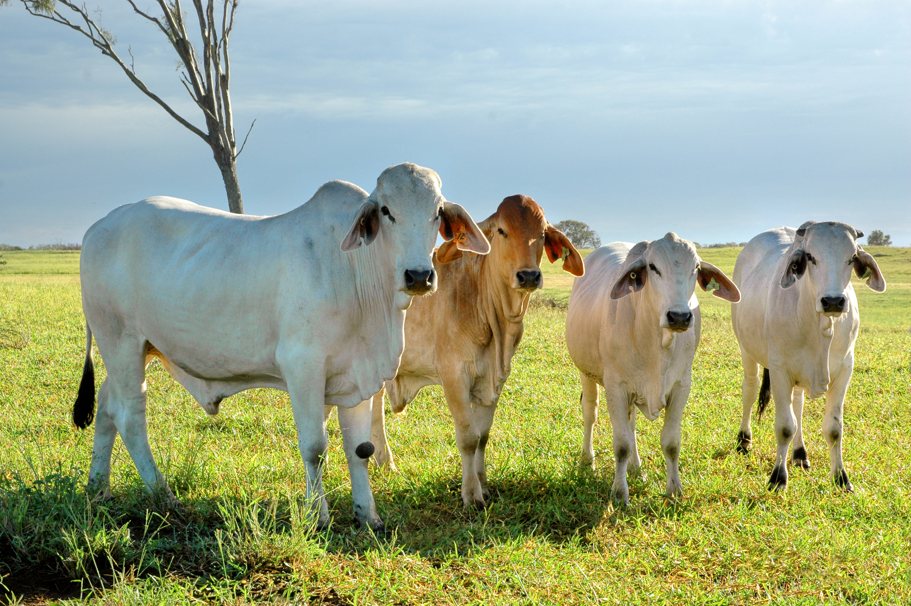 Organic Cattle: Is the Grass Greener?