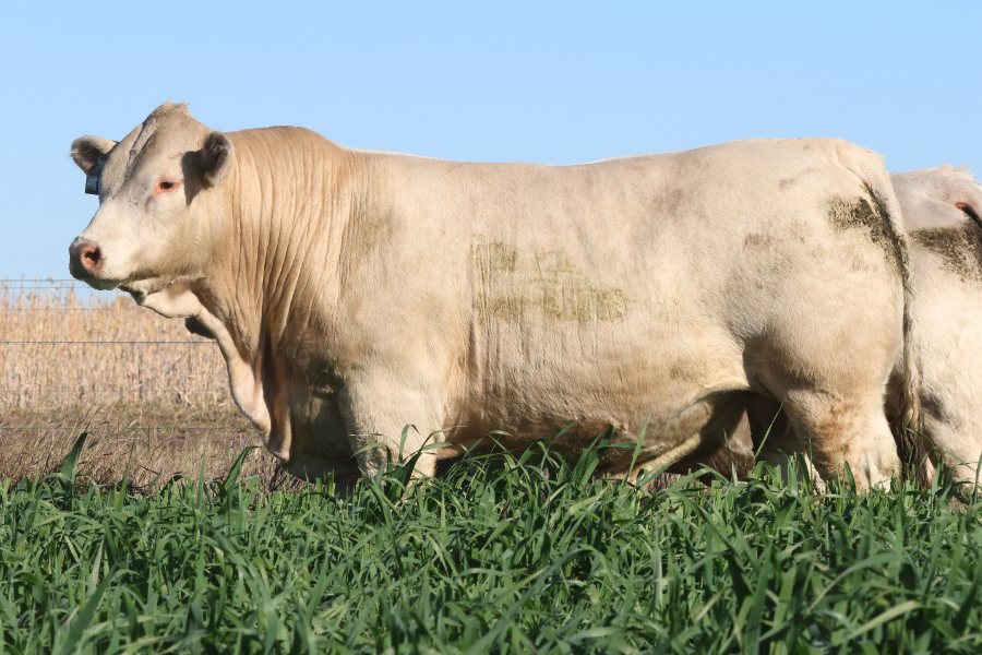Palgrove's Underdog fetches top price of $75,000