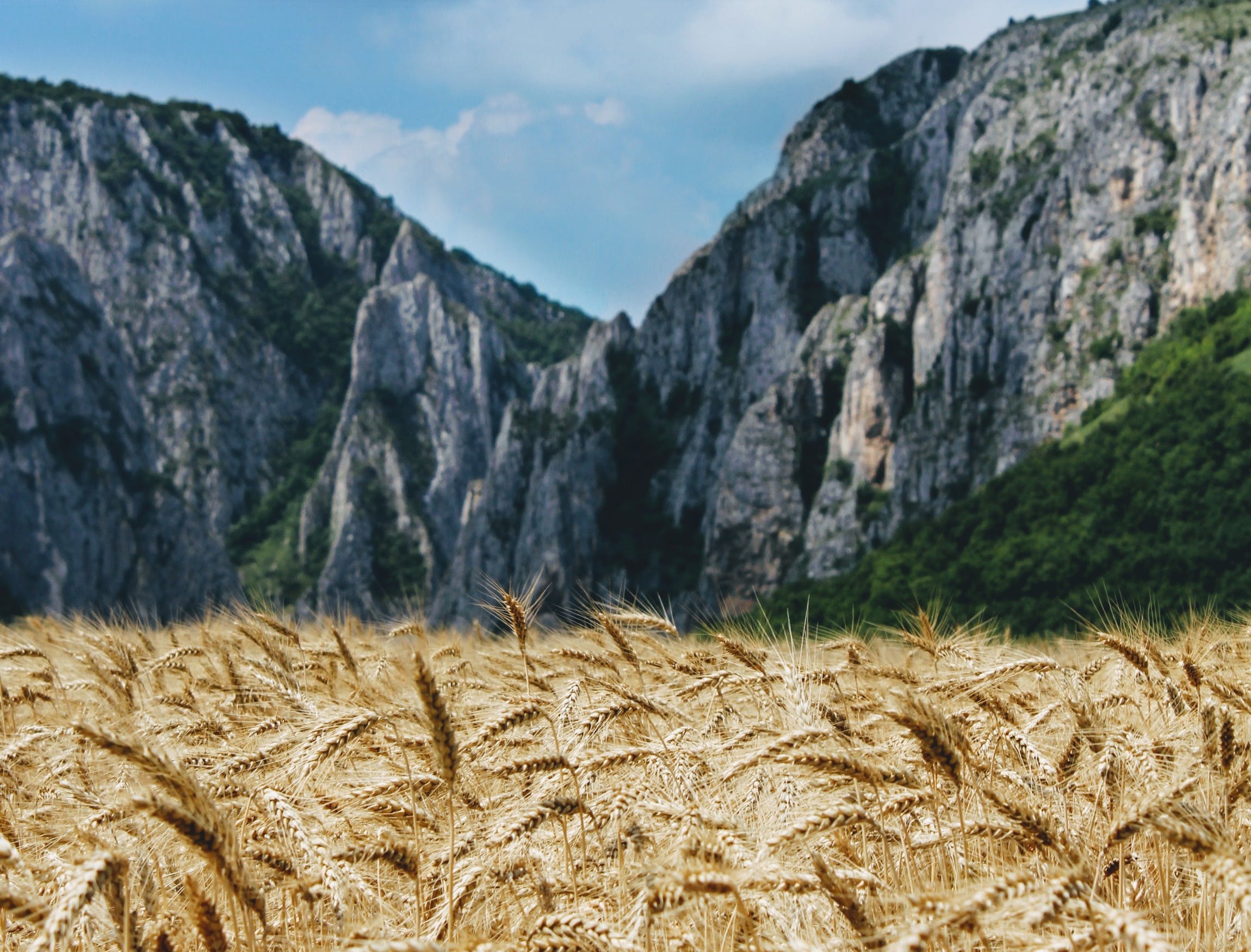 Argentina's new president set to unleash farm exports