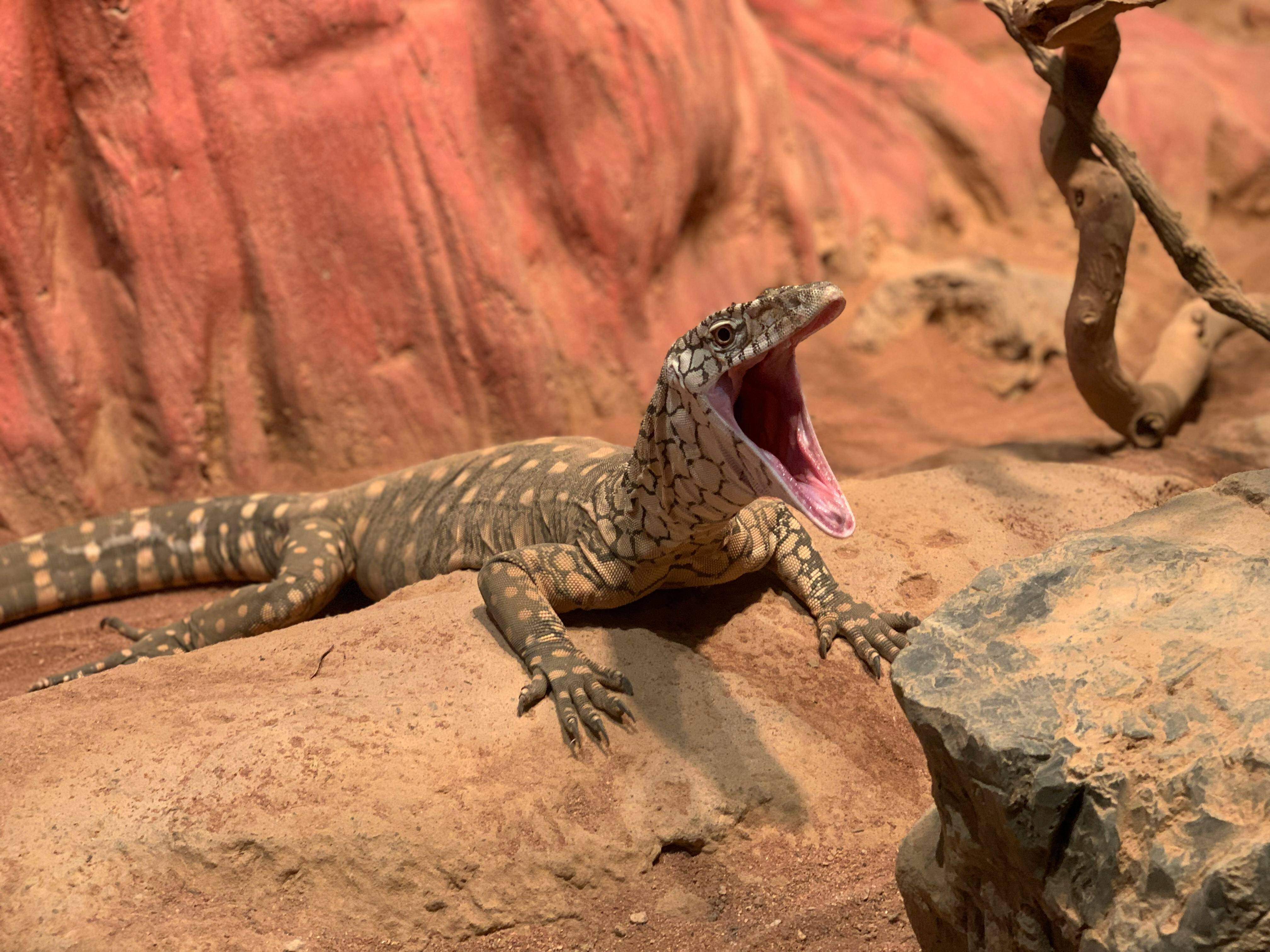 How a goanna’s appetite for maggots can help flys﻿trike in sheep