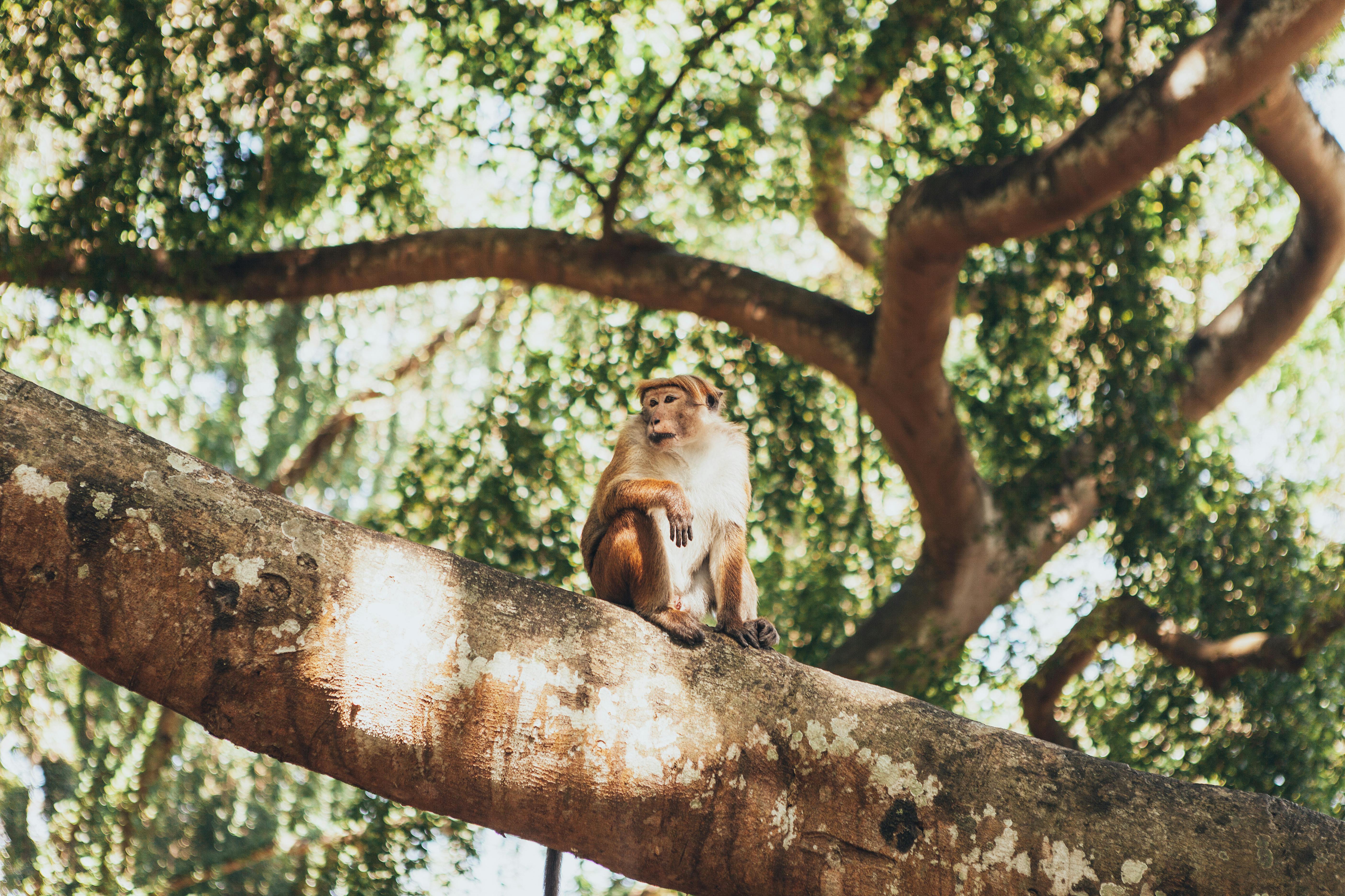 Sri Lanka counts monkeys, peacocks to avert crop damage