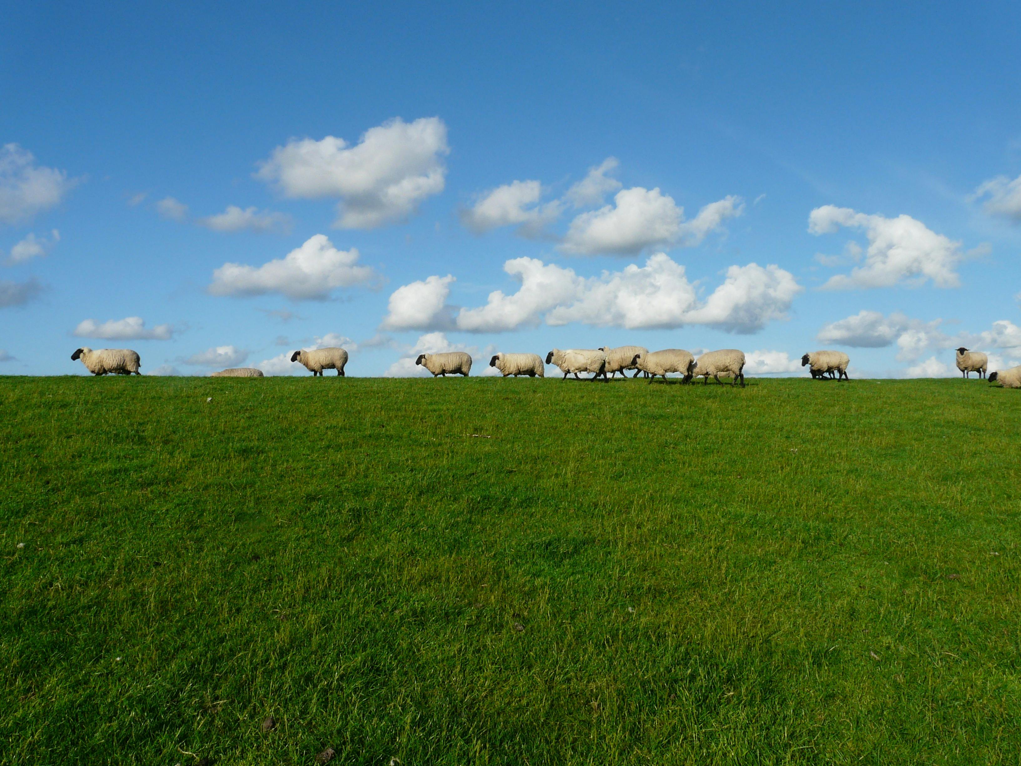 UK case of bird flu in sheep stokes fears of spread