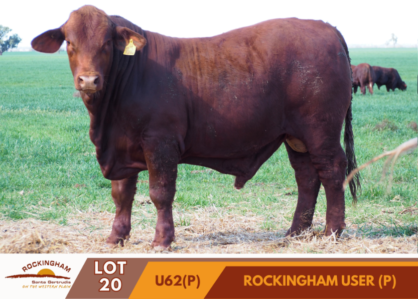 Rockingham Santa Gertrudis sets new stud record with $75,000 sale-topper