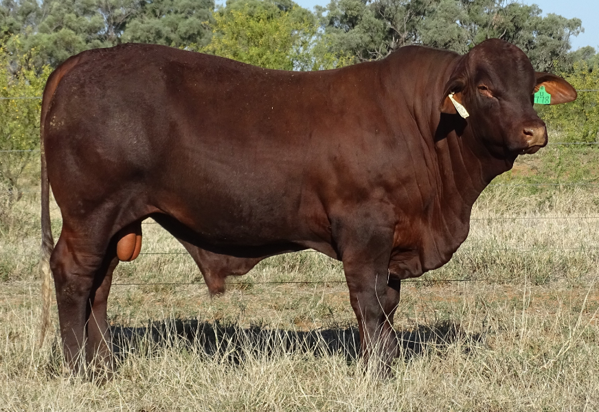 Santa Gertrudis reign supreme in October stud sales