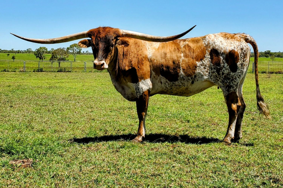 Tik Tok's record horns attract top bid at Longhorn sale