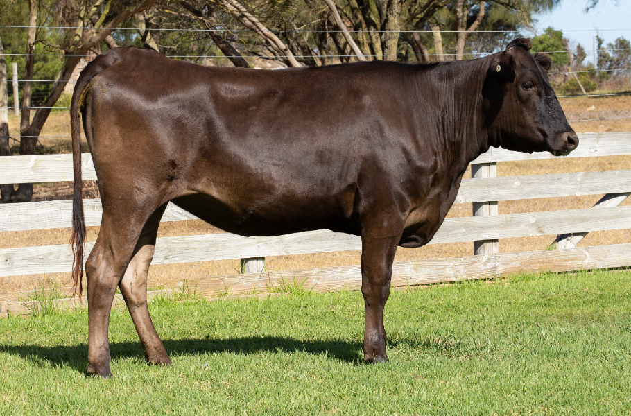 On the third Day of Christmas: Wagyu heifer makes $130,000