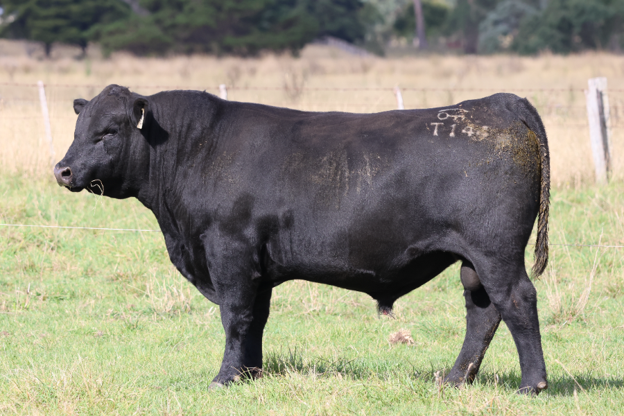 Autumn Stud Sale Results 11.03.2024 - 27.05.2024