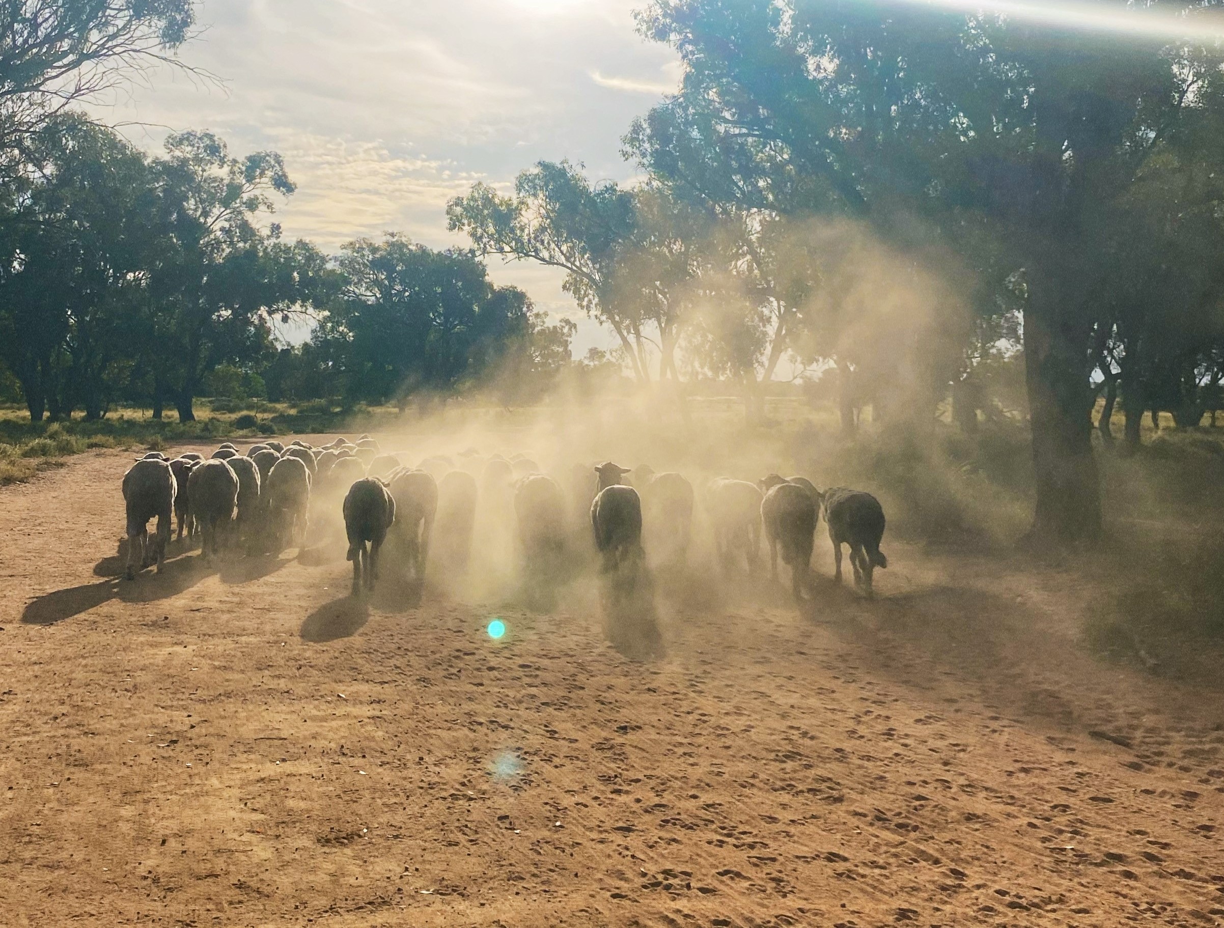 Bullish on lamb