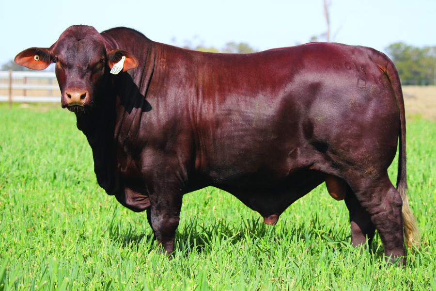 Yarrawonga Santa Gertrudis tops at $85,000